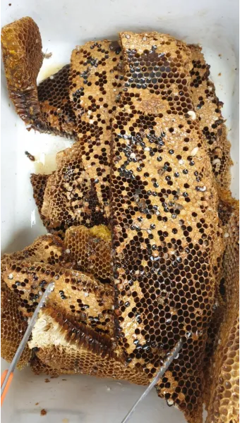 석청꿀 효능 7가지 보관방법 섭취 시 주의사항에 대해서 알아보기_9