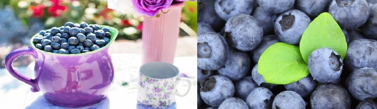 신선한 블루베리