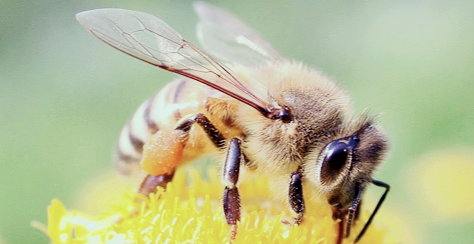 프로폴리스 효능
