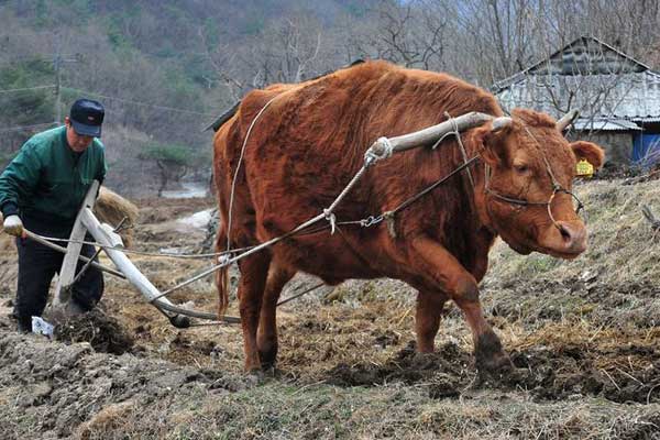 밭을 가는 소