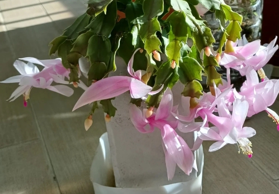 겨울 꽃 게발선인장