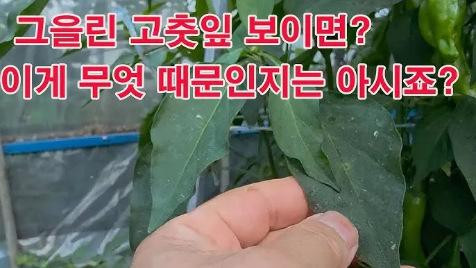 고춧잎 재배 잎 수확용 가지 치기 친환경 시비_6