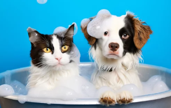 고양이 목욕사진/출처:어도비스톡