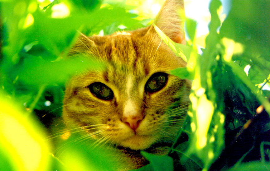 고양이 답지 않은 고양이 사진