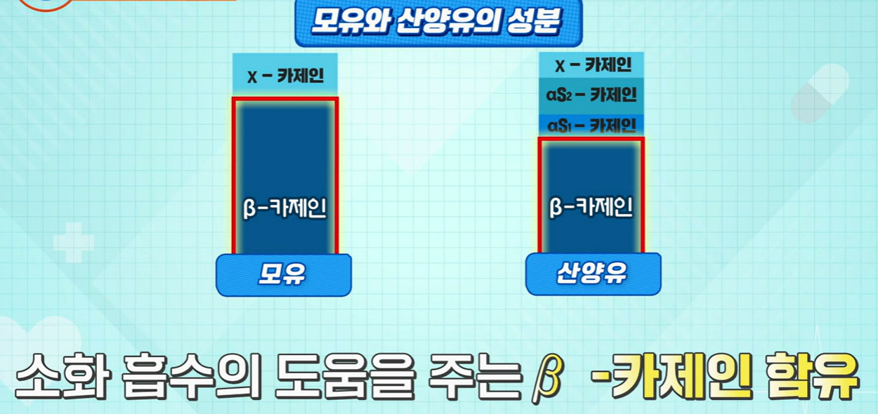산양유 단백질