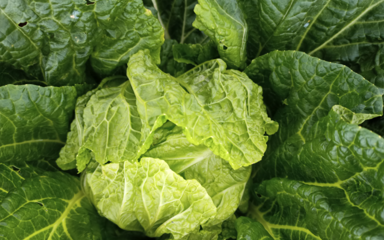 양배추 효능 10가지