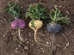 마카 제품 고르는 법