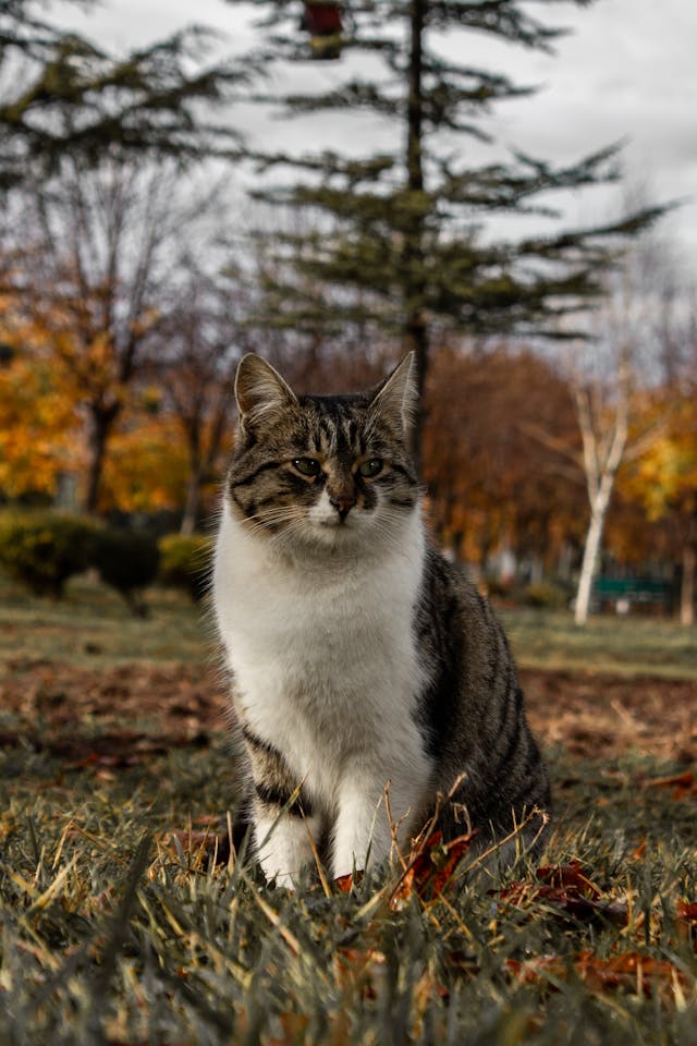12월 6일부터 12월 11일까지 전국 날씨 예보 기온 비 전망