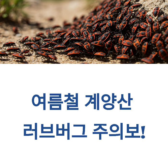 계양산 러브버그 출몰 시기
