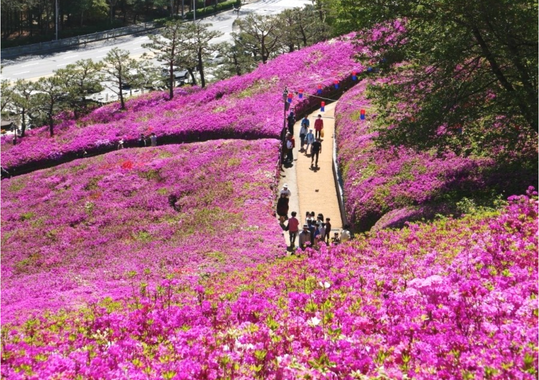 군포 철쭉축제.일정.가는길.주차장.2023년안내