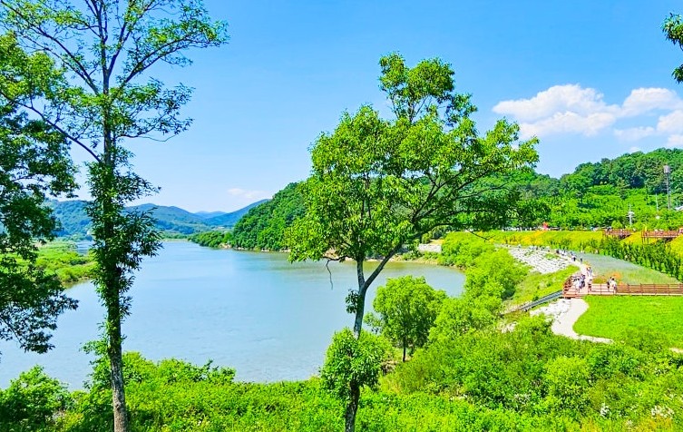 함안 악양생태공원 양귀비꽃밭