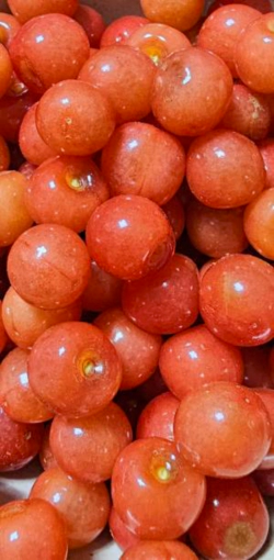 보리수 열매 효능