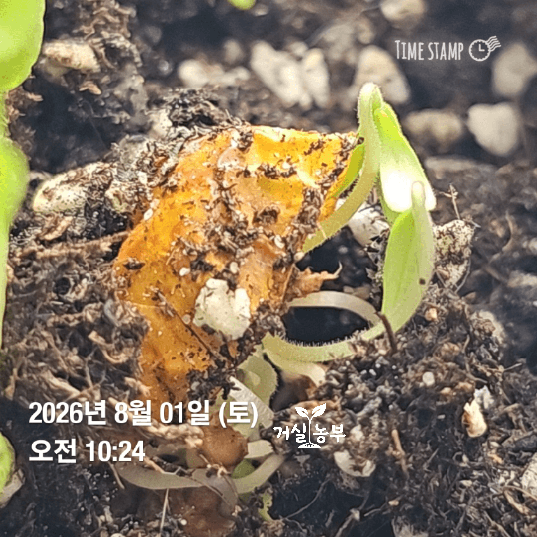 토마토 껍질을 뒤집어쓴 채 게처럼 보이는 방울토마토 새싹