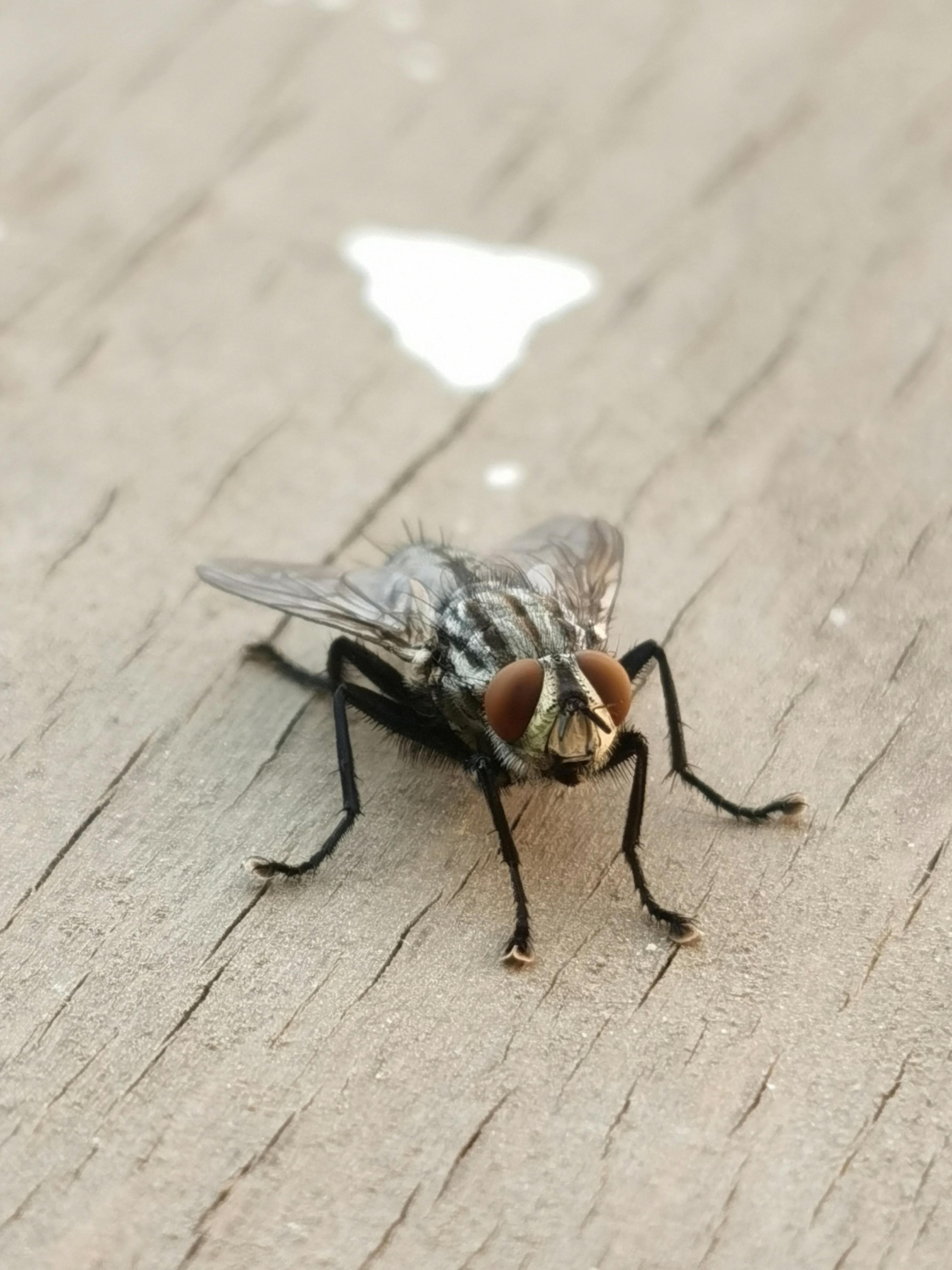 음식물 냄새가 줄어들면 초파리도 함께 줄어듬