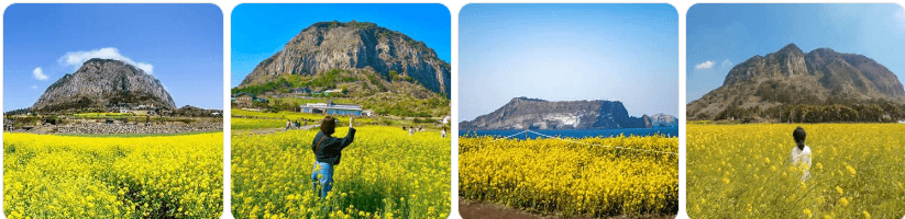 제주도 유채꽃 명소 추천 3곳! 인생샷 찍기 좋은 베스트 스팟