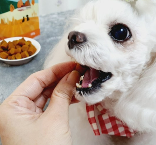 강아지 녹내장 증상, 수술 필수인가? 예방 및 치료법 한 번에 정리