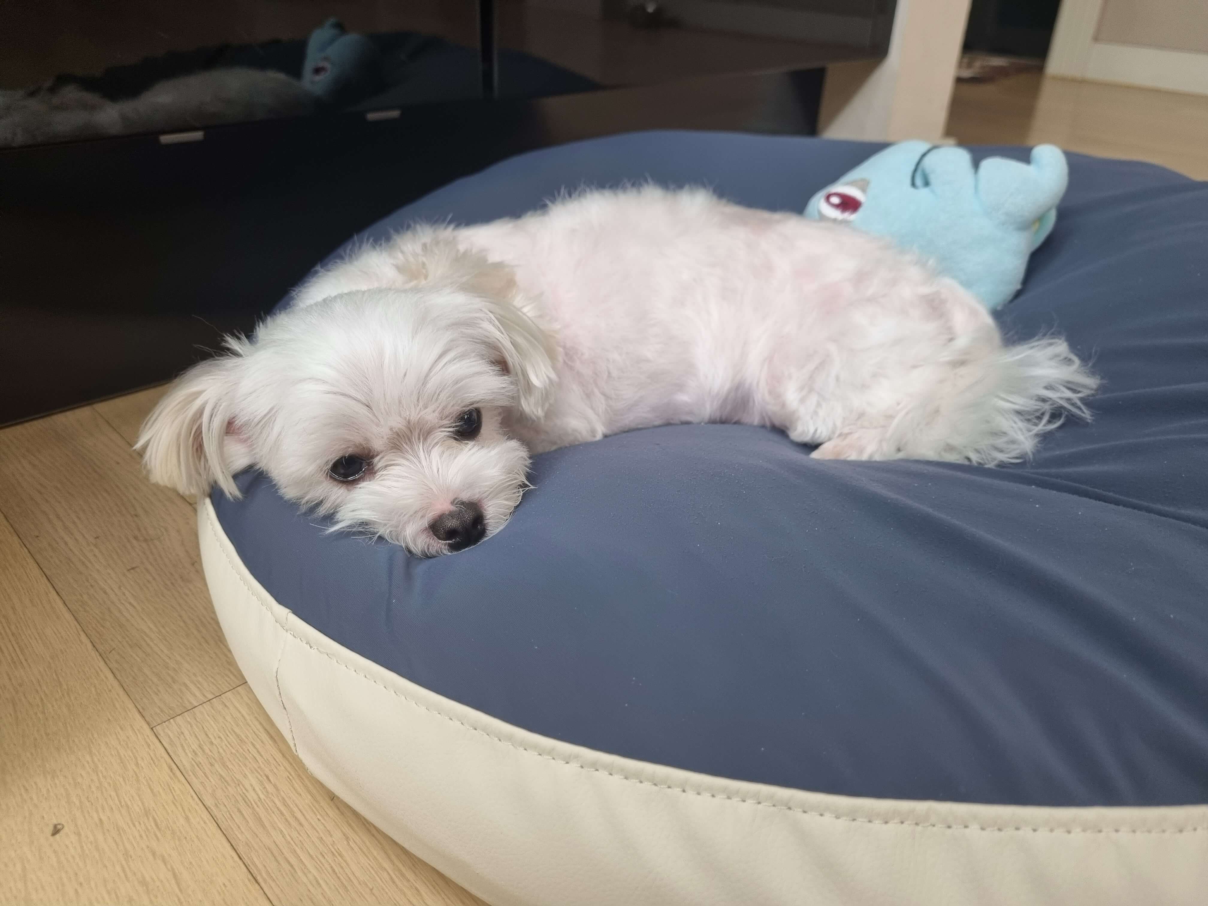 온순한 말티즈