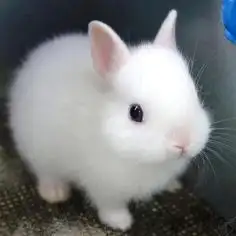  반려동물 등록번호