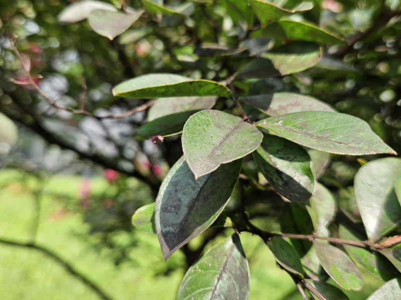 배롱나무 그을음병4