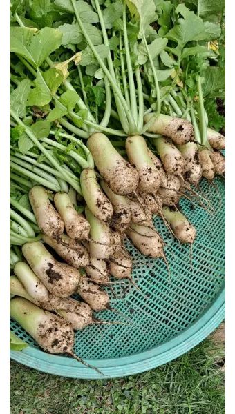 알타리무 파종시기 핵심 포인트_14