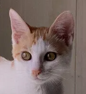고양이 방광염