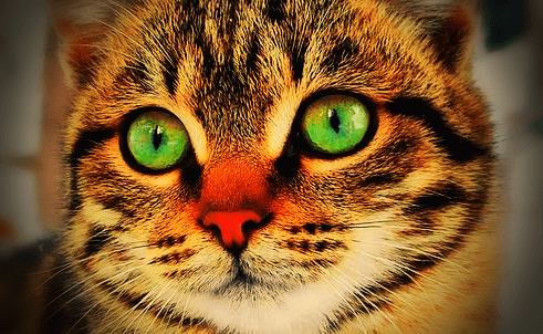 눈동자가-녹생인-고양이