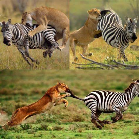 육식동물의 사냥전략