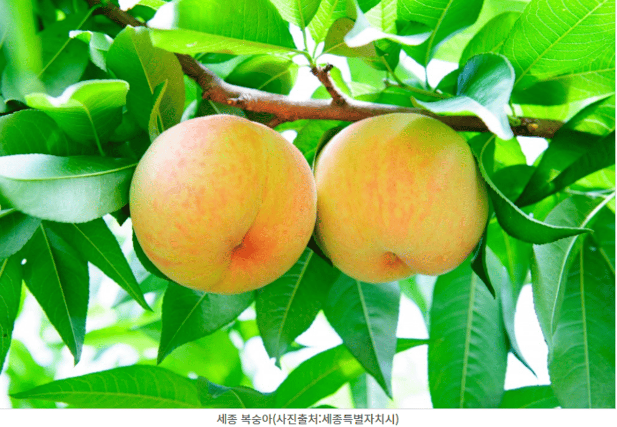 세종시 조치원 복숭아