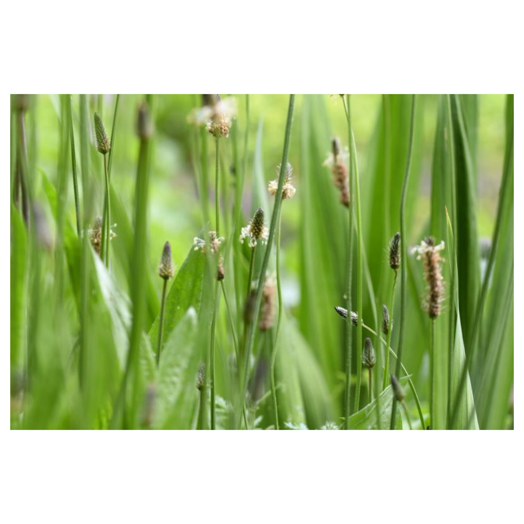 차전자피와 관련된 사진입니다.