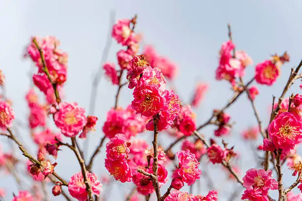 2026년-3월-봄꽃-축제-홍매화-축제