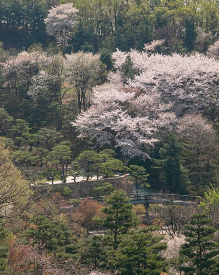 2025 화담숲 벚꽃 개화 시기 실시간 현황