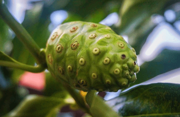 나무에 녹색의 노니 열매 한 개가 매달려 있다. 타원형의 모양이다.