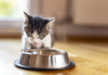 먹이를 먹는 새끼 고양이.