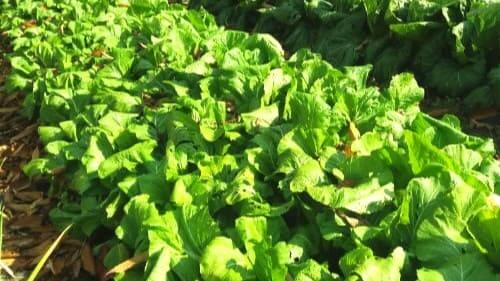 돌산갓심기-병충해-방제-흰무늬병-노균병-배추좀나방-파방나방-해충방제