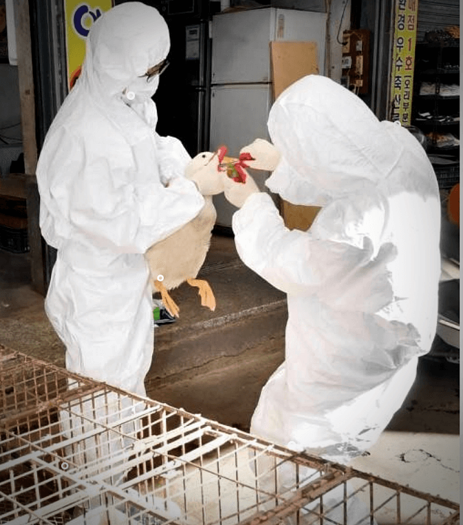 조류인플루엔자