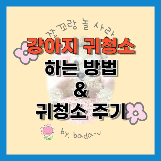 강아지 귀청소 주기, 귀청소 하는법