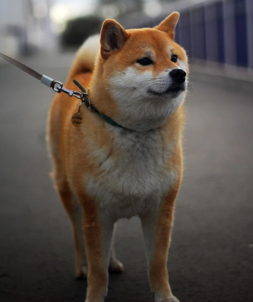 시바견 성격