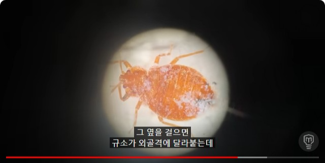 빈대에 규소가 붙은 모습
