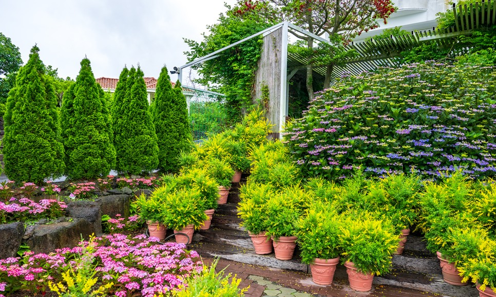 제주 마노르블랑 수국축제