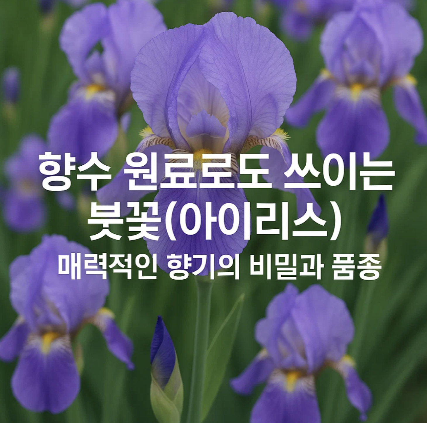 향수 원료로도 쓰이는 붓꽃(아이리스), 매력적인 향기의 비밀과 품종