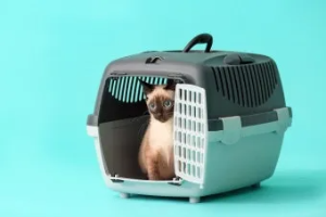 "고양이