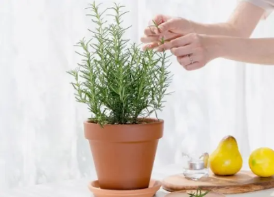 빈대 예방 및 퇴치