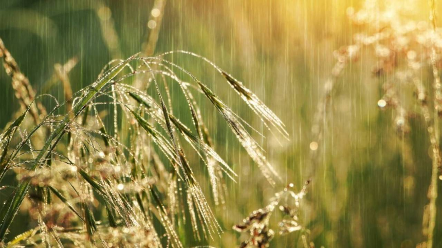 계절의 변화를 세분화한 24 절기 중 '곡우' 이해하기