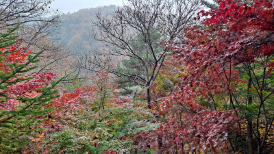 단풍명소_화담숲_이끼원