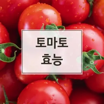 토마토 효능 항산화 작용과 피부건강 효과 정리_18