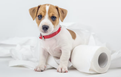 강아지와 화장지