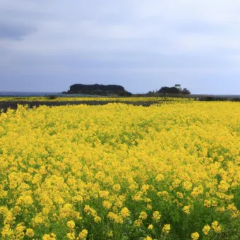 제주 유채꽃 개화 시기 봄 여행 필수 코스_5