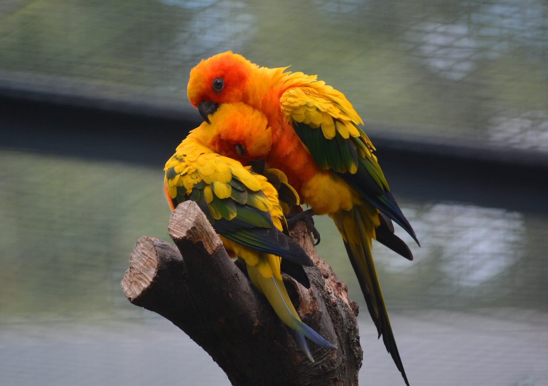 앵무새 구토 (되새김 행동, 소화기 문제, 예방법)