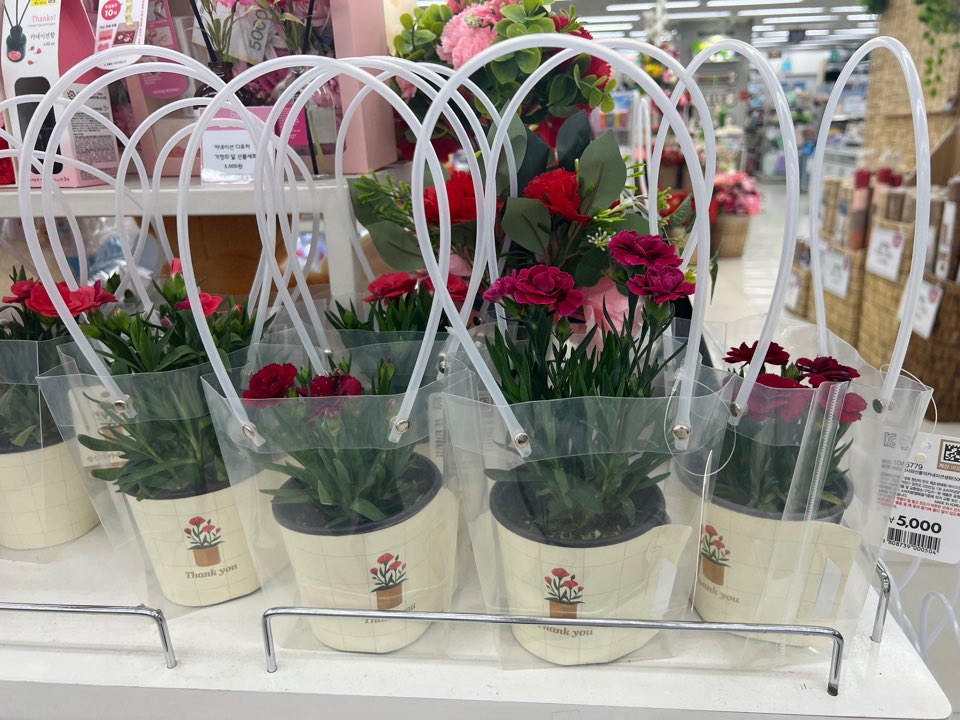 생화-카네이션