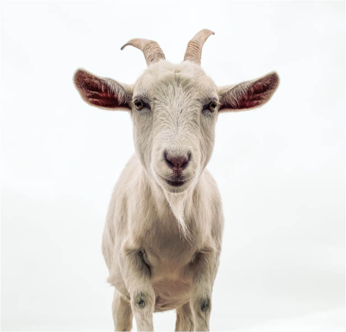 양, 염소 꿈 해몽